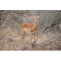 Photo Afrique du Sud Parc National Kruger 2008-09 99