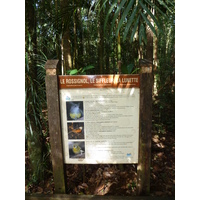Photo Nouvelle-Calédonie Parc de la Rivière Bleue Le Grand Kaori 2010-05 7