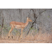 Photo Afrique du Sud Parc National Kruger 2008-09 38