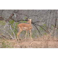 Photo Afrique du Sud Parc National Kruger 2008-09 26