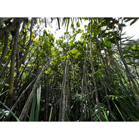 Photo Singapour Jardins botaniques de Singapore 2023-01 68