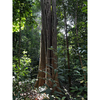 Photo Singapour Jardins botaniques de Singapore 2023-01 93