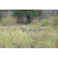 Photo Afrique du Sud Parc National Kruger Rivière Sable 2008-09 74