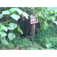 Photo Thaïlande Phuket A Vendre 2005-12 3