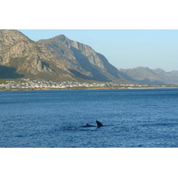 Photo Afrique du Sud Harmanus 2008-09 293