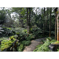 Photo Singapour Jardins botaniques de Singapore 2023-01 75