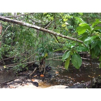 Photo Costa Rica Cahuita 2015-03 255