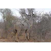 Photo Afrique du Sud Parc National Kruger Rivière Sable 2008-09 85