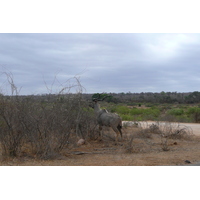 Photo Afrique du Sud Parc National Kruger Rivière Sable 2008-09 89