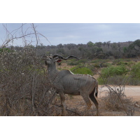 Photo Afrique du Sud Parc National Kruger Rivière Sable 2008-09 13
