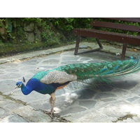 Photo Italie Villa Pallavicino 2009-06 8