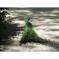 Photo Italie Villa Pallavicino 2009-06 2