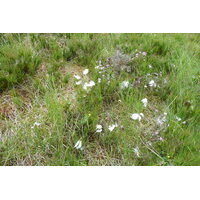 Photo Royaume-Uni Écosse Loch Maree 2011-07 40