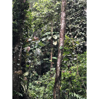 Photo Guadeloupe Cascade aux écrevisses 2021-02 16