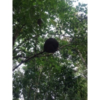 Photo Costa Rica Montezuma 2015-03 391