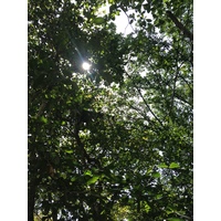 Photo Costa Rica Cahuita 2015-03 137
