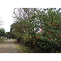 Photo Costa Rica Montezuma 2015-03 294