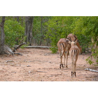 Photo Afrique du Sud Parc National Kruger 2008-09 105