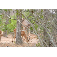 Photo Afrique du Sud Parc National Kruger 2008-09 78