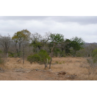 Photo Afrique du Sud Parc National Kruger route de la rivière Crocodile 2008-09 33