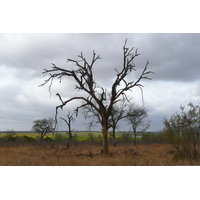 Photo Afrique du Sud Parc National Kruger route de la rivière Crocodile 2008-09 39