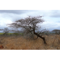 Photo Afrique du Sud Parc National Kruger route de la rivière Crocodile 2008-09 28