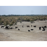 Photo France Camargue 2006-06 9