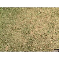 Photo Thaïlande Parc National Phu Hin Rong Kla 2014-12 367