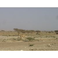 Photo Oman Route de Buraimi à Mahada 2005-03 10