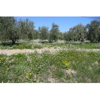 Photo France Provence route de Mouries aux Baux de Provence 2008-04 15