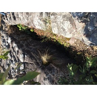 Photo Thaïlande Parc National Phu Hin Rong Kla 2014-12 3