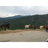 Photo France Corse Vallée d'Alesani 2017-07 4
