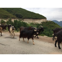 Photo France Corse Vallée d'Alesani 2017-07 0