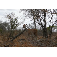 Photo Afrique du Sud Parc National Kruger route de la rivière Crocodile 2008-09 21