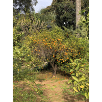 Photo Italie Sicile Palermo Palais des Normands 2020-02 240