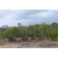 Photo Afrique du Sud Parc National Kruger route de la rivière Crocodile 2008-09 60