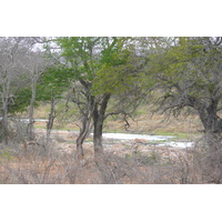 Photo Afrique du Sud Parc National Kruger rivière Crocodile 2008-09 11