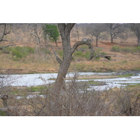 Photo Afrique du Sud Parc National Kruger rivière Crocodile 2008-09 10
