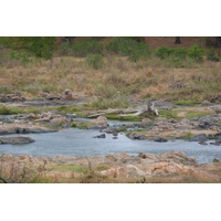 Photo Afrique du Sud Parc National Kruger rivière Crocodile 2008-09 23