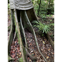 Photo Singapour Jardins botaniques de Singapore 2023-01 19
