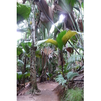 Photo Seychelles Vallée de Mai 2011-10 48