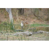 Photo Afrique du Sud Parc National Kruger Rivière Sable 2008-09 35