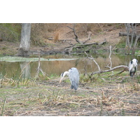 Photo Afrique du Sud Parc National Kruger Rivière Sable 2008-09 39