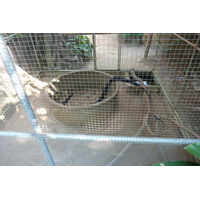 Photo Thaïlande Chiang Mai Ferme aux serpents Mae Sa 2010-12 30