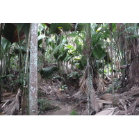 Photo Seychelles Vallée de Mai 2011-10 63