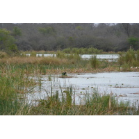 Photo Afrique du Sud Parc National Kruger Rivière Sable 2008-09 43