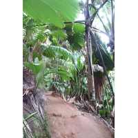 Photo Seychelles Vallée de Mai 2011-10 84
