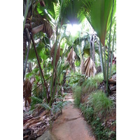 Photo Seychelles Vallée de Mai 2011-10 68