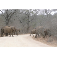 Photo Afrique du Sud Parc National Kruger Rivière Sable 2008-09 53