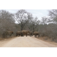 Photo Afrique du Sud Parc National Kruger Rivière Sable 2008-09 60